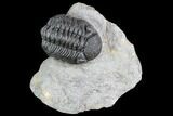 Detailed Morocops Trilobite - Nice Eye Facets #104968-1